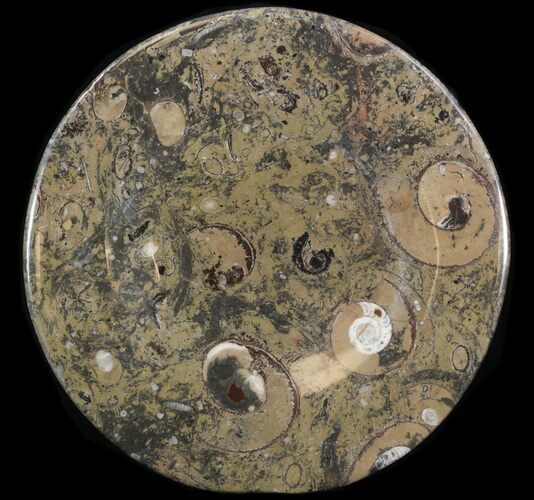 Fossil Orthoceras & Goniatite Plate - Stoneware #40532